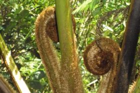 Tree fern in Nicaragua – Best Places In The World To Retire – International Living